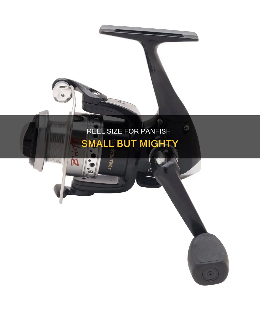 what size reel do you need for pan fish