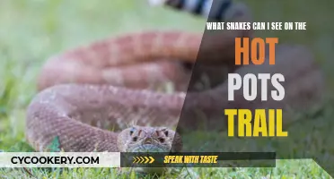 Hot Pots Trail: Slither and Slide with Snakes