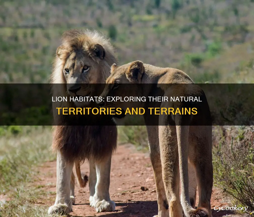 what type if terrin are lions found in