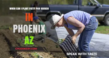 Spring Planting: Patty Pan Squash in Phoenix, AZ