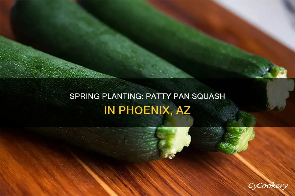 when can I plant patty pan squash in phoenix az