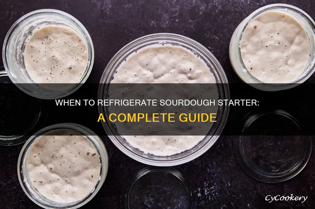 when can i put my sourdough starter in the refrigerator
