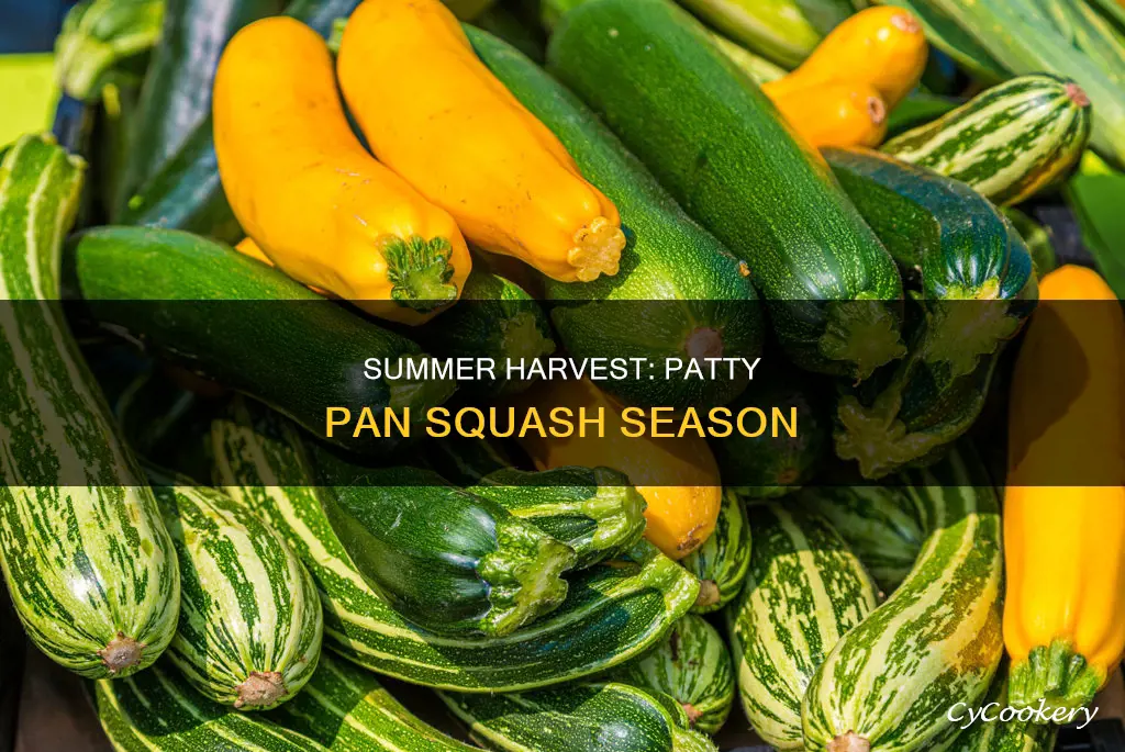 when can you get patty pan squash