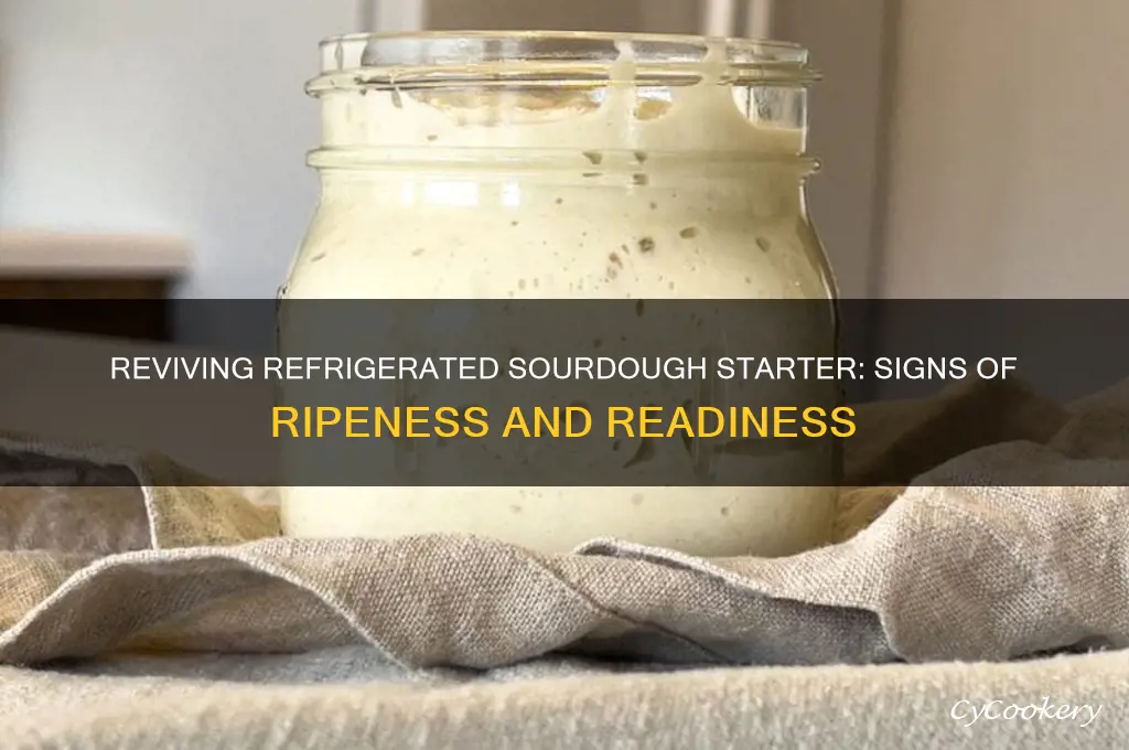 when is sourdough starter ripe after refrigerating