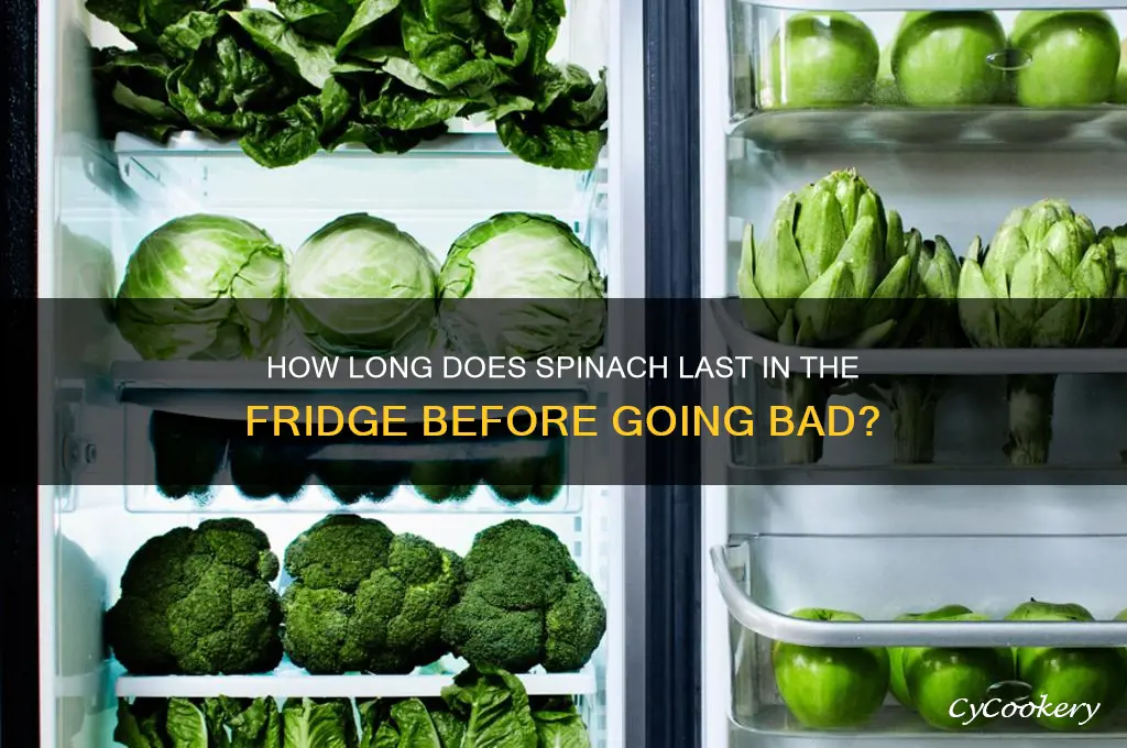 when is spinach bad in the refrigerator