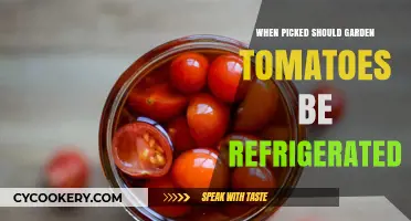 Should Garden Tomatoes Be Refrigerated After Picking? Expert Tips