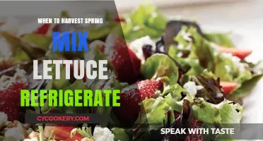 Perfect Timing: Harvesting and Refrigerating Spring Mix Lettuce for Freshness