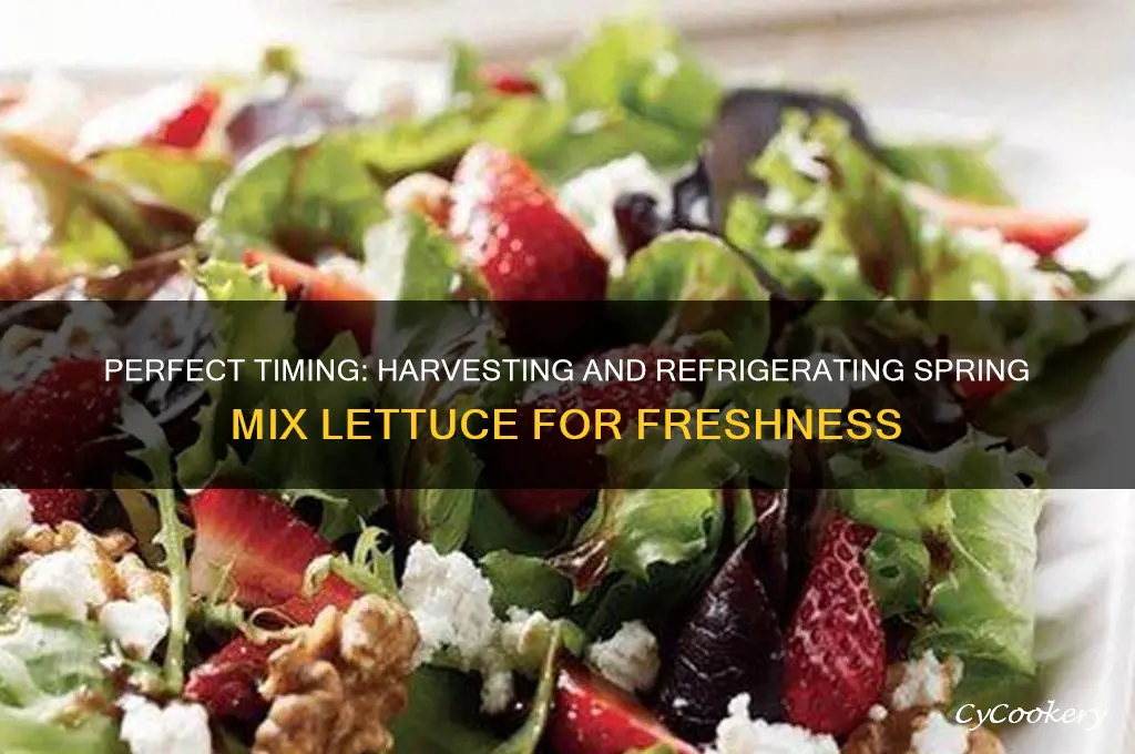 when to harvest spring mix lettuce refrigerate