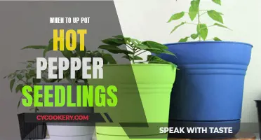 Potting Up Peppers: Perfect Timing for Spicy Seedlings