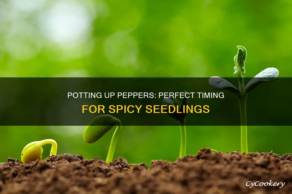 when to up pot hot pepper seedlings