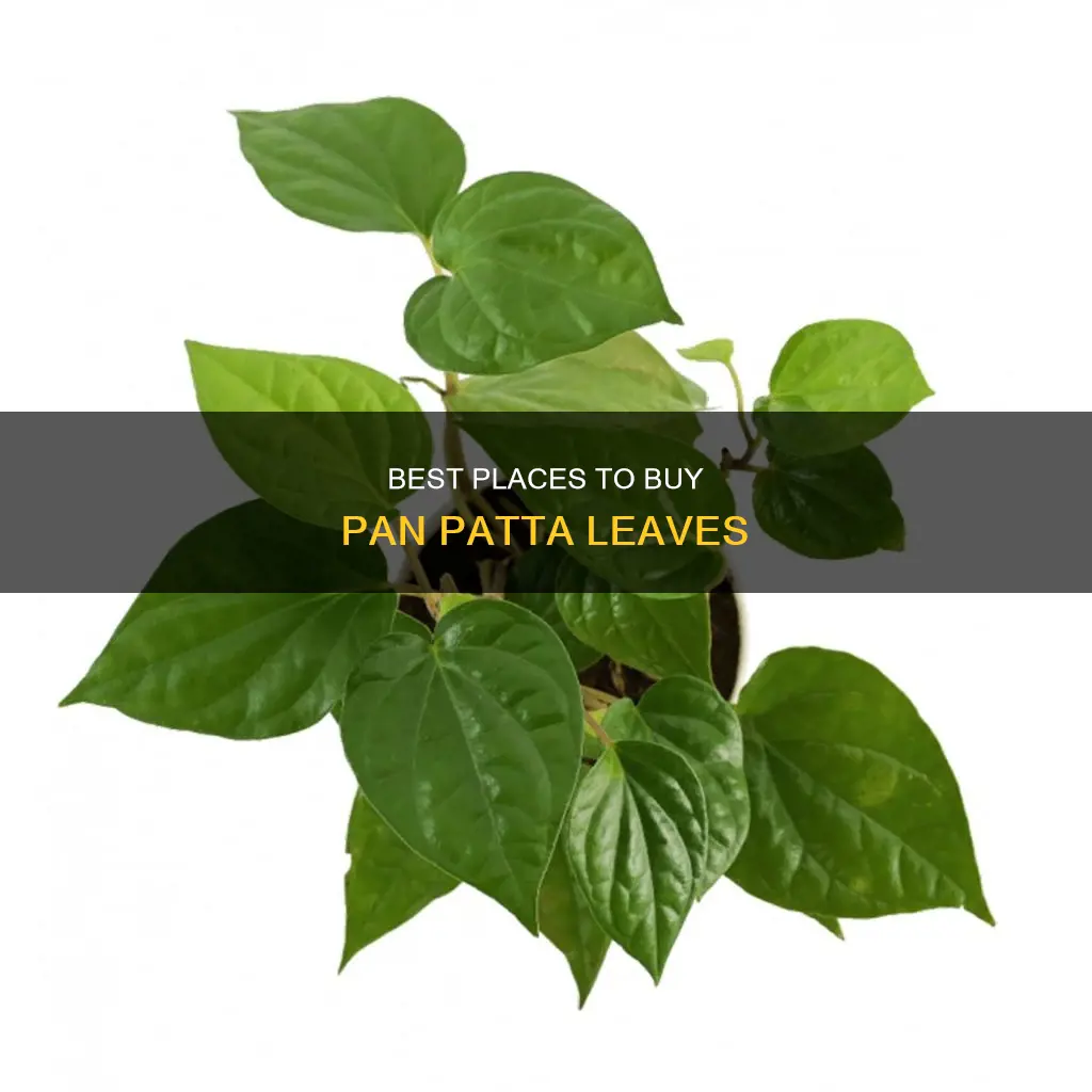 where can I buy pan patta