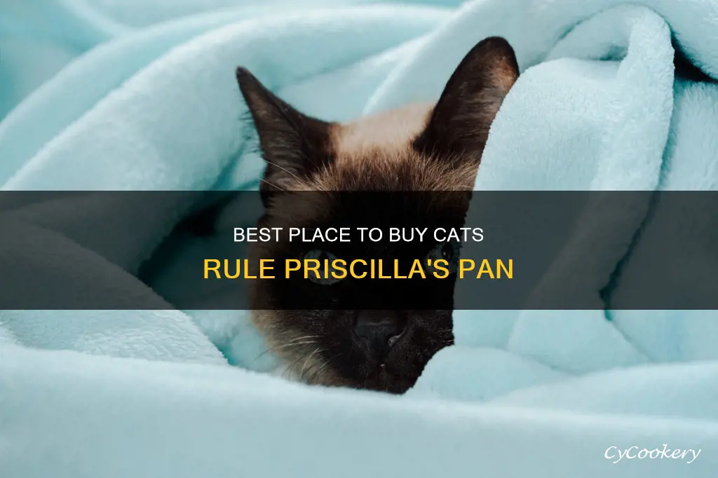 where can I purchase cats rule priscilla
