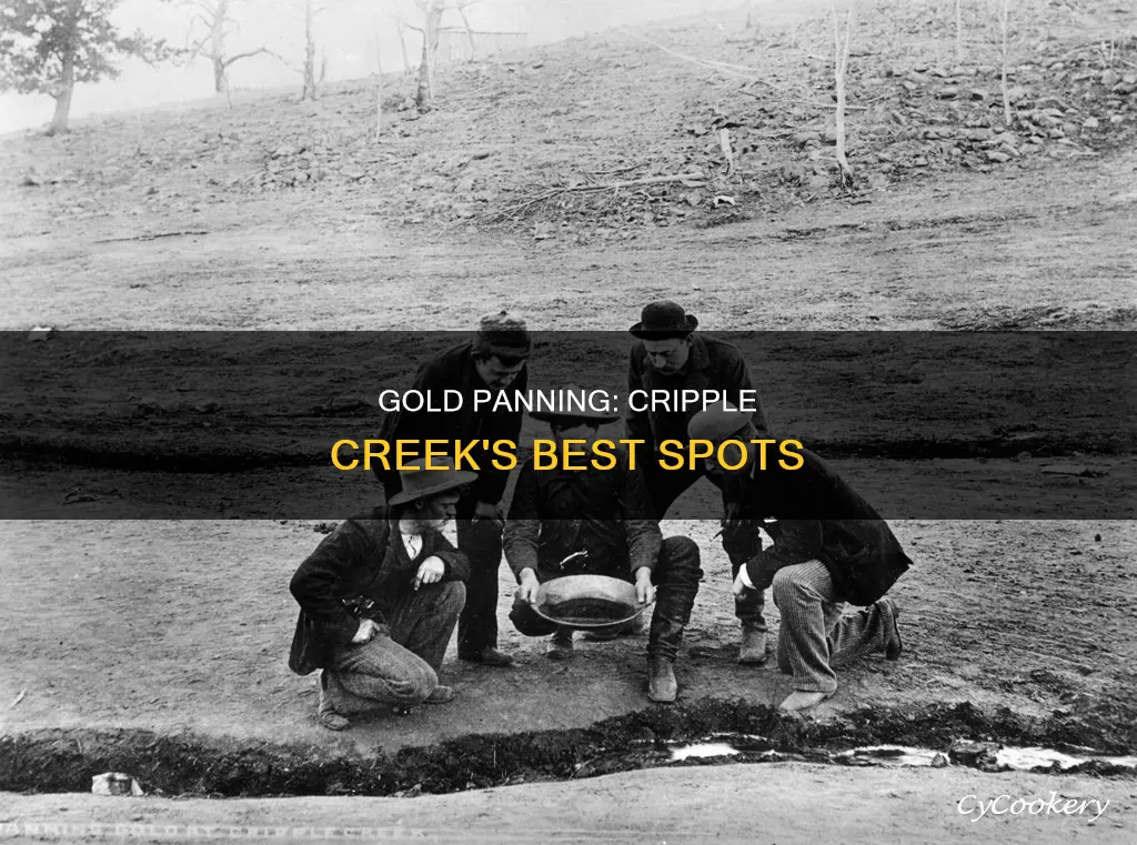 where can you go gold panning by cripple creek