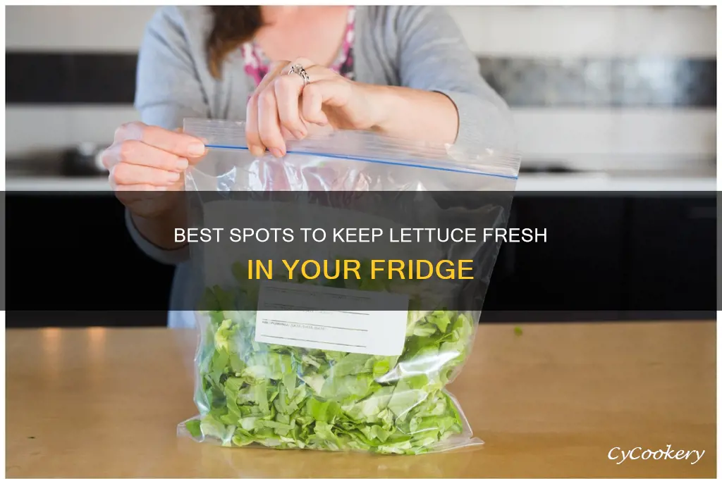 where to store lettuce in the refrigerator