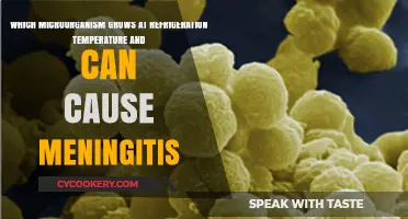 Refrigeration-Resistant Microbe Linked to Meningitis: Uncovering the Hidden Danger