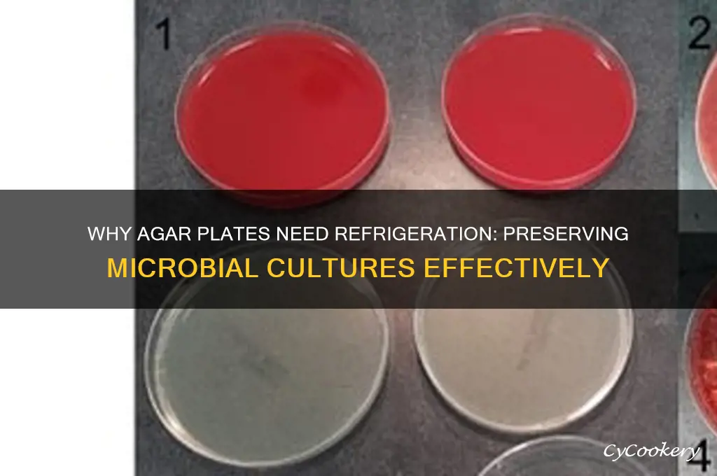 why are agar plates stored in refrigerators