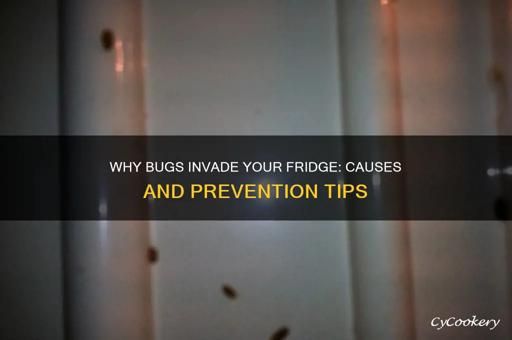 why are bugs getting in my refrigerator