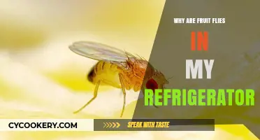 Why Fruit Flies Invade Your Refrigerator: Causes and Solutions