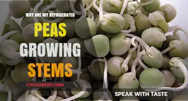 Why Refrigerated Peas Sprout Stems: Causes and Solutions Explained