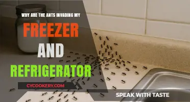 Ants in Your Freezer? Understanding and Preventing Kitchen Invasions