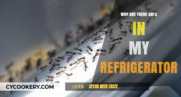 Ants in the Fridge: Causes, Prevention, and Quick Solutions