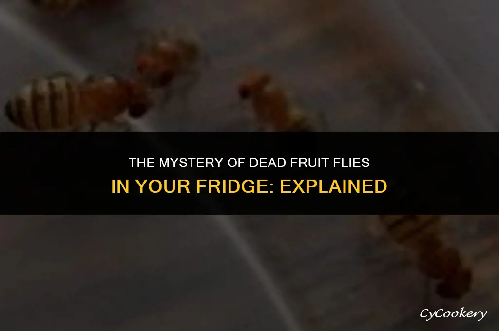 why are there dead fruit flies in my refrigerator