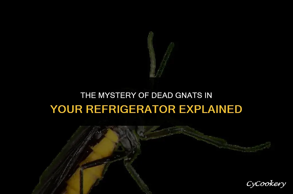 why are there dead gnats in my refrigerator
