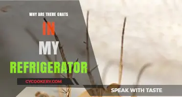 Why Gnats Invade Your Fridge: Causes and Quick Fixes