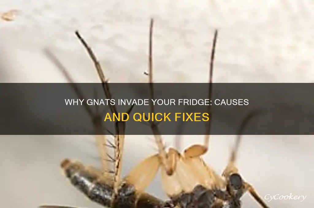 why are there gnats in my refrigerator