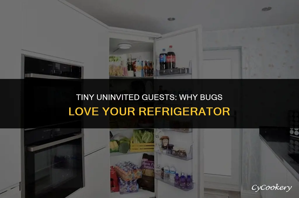 why are there little bugs in my refrigerator