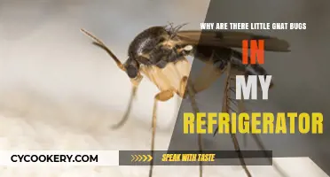 Pesky Gnats in Your Fridge? Here's Why They're There and How to Get Rid of Them