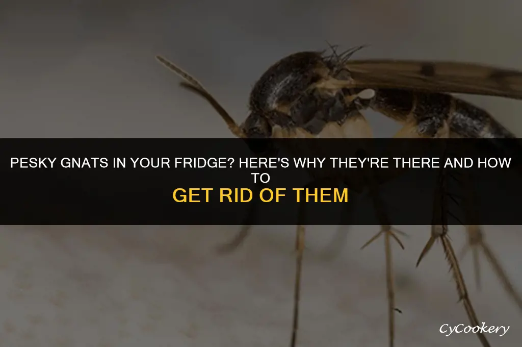 why are there little gnat bugs in my refrigerator
