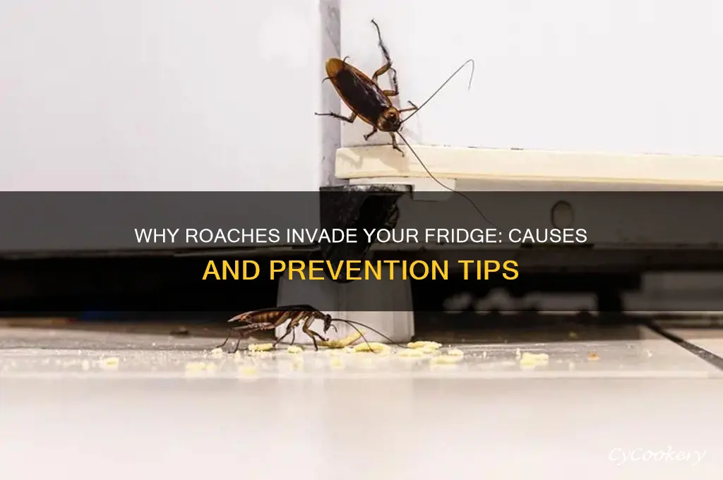 why are there roaches in my refrigerator