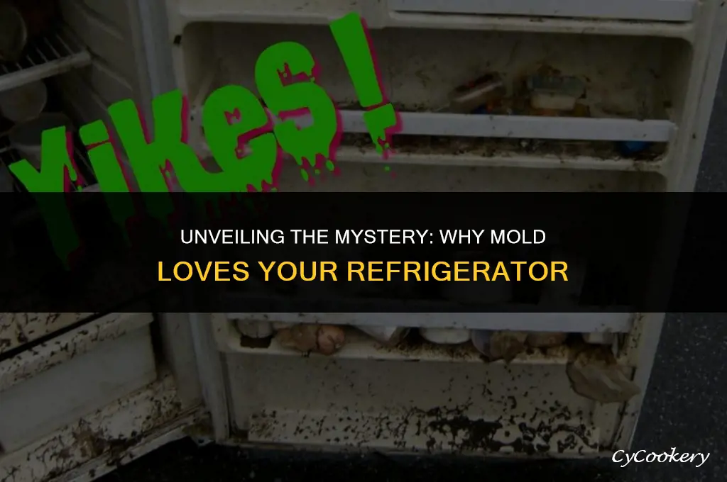 why are things getting mold in my refrigerator