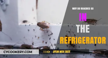 Why Roaches Invade Your Fridge: Uncovering the Chilling Attraction
