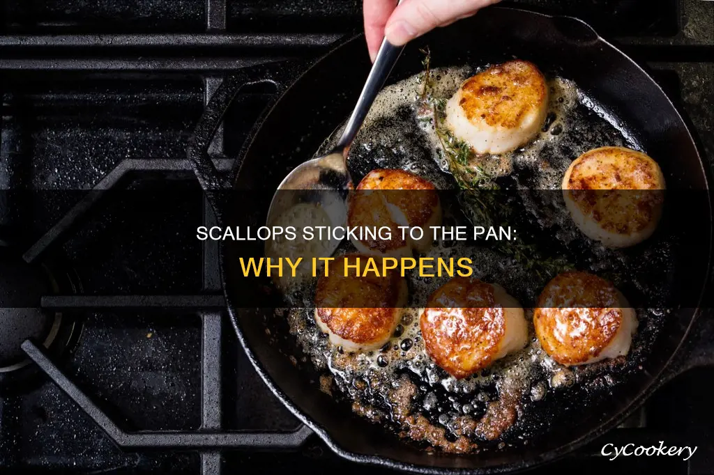 why do scallops stick to pan