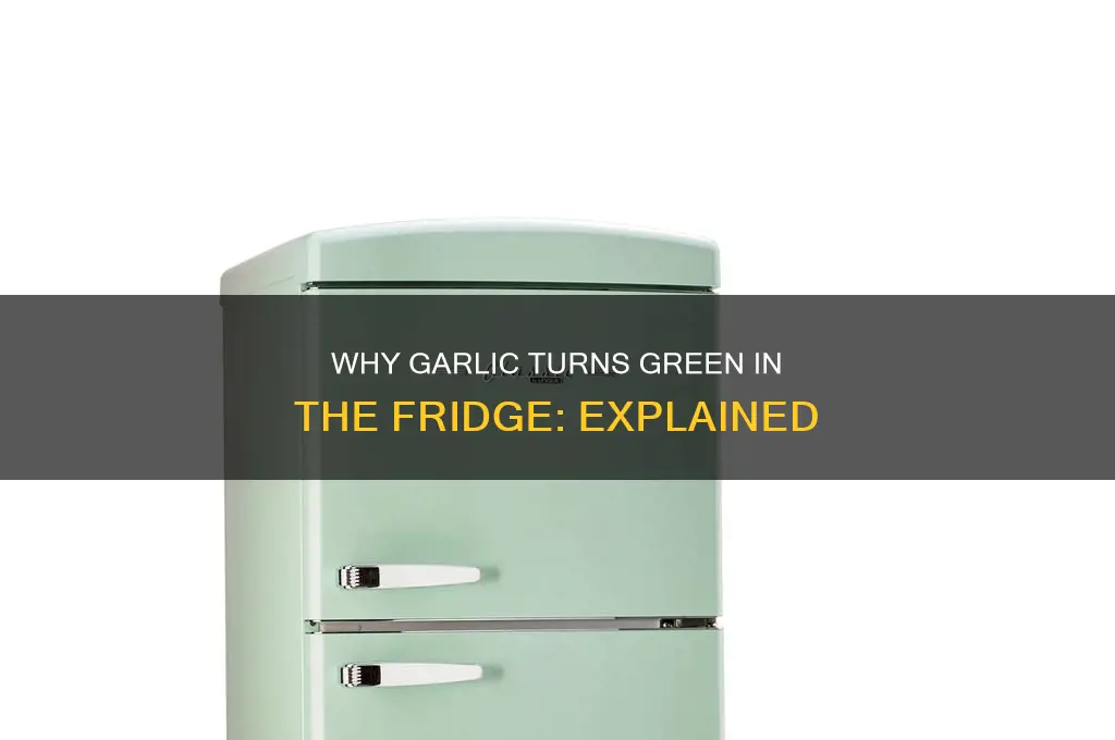 why does garlic turn green when refrigerated