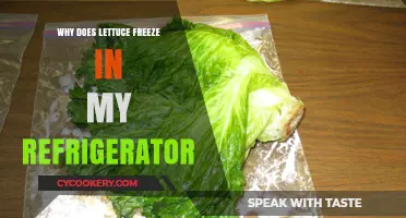 Why Lettuce Freezes in Your Fridge: Causes and Solutions Explained