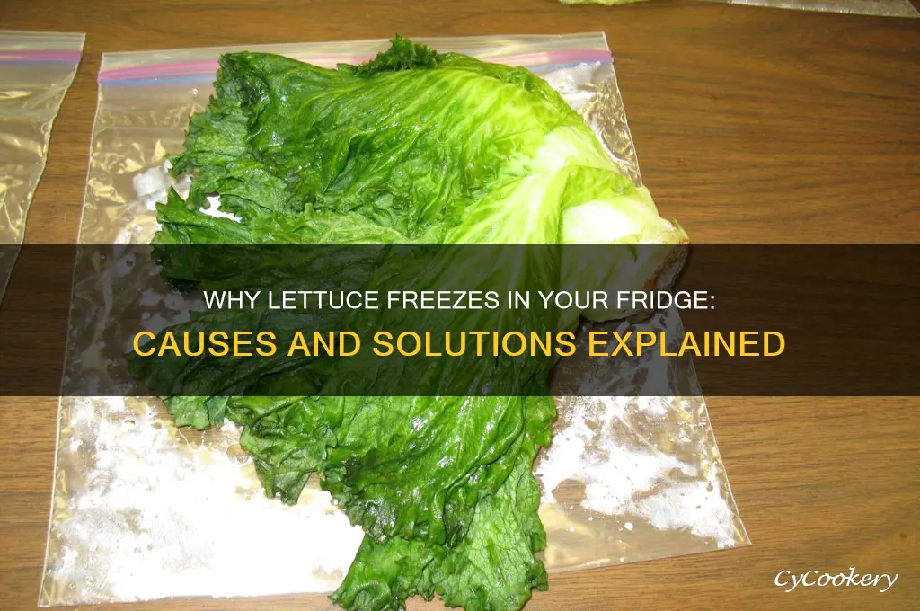why does lettuce freeze in my refrigerator