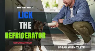 Why Cats Lick Refrigerators: Uncovering the Curious Feline Behavior