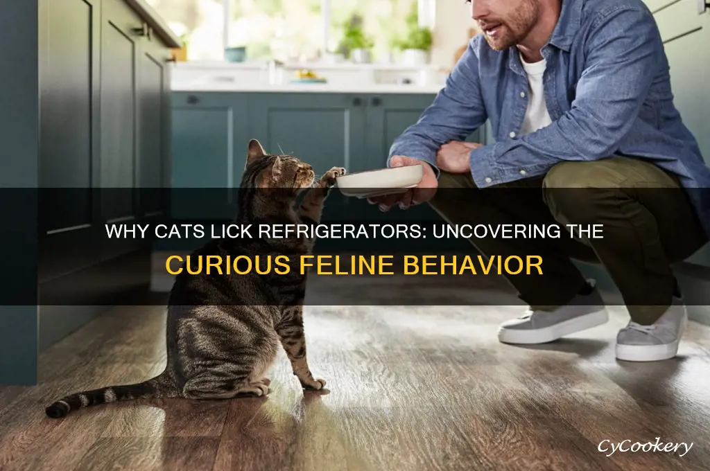 why does my cat lick the refrigerator