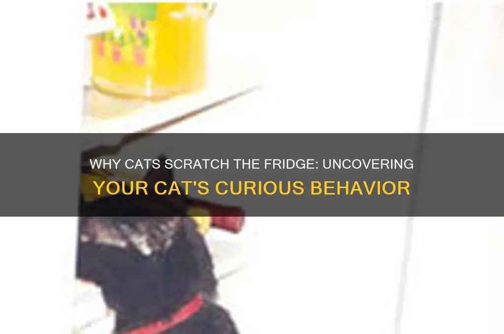 why does my cat scratch the refrigerator