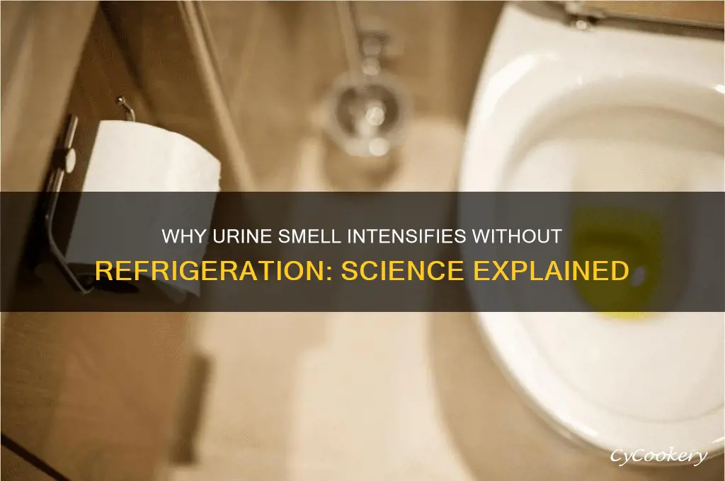 why does urine smell if not refrigerated