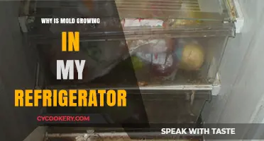 Why Mold Thrives in Your Fridge: Causes and Prevention Tips