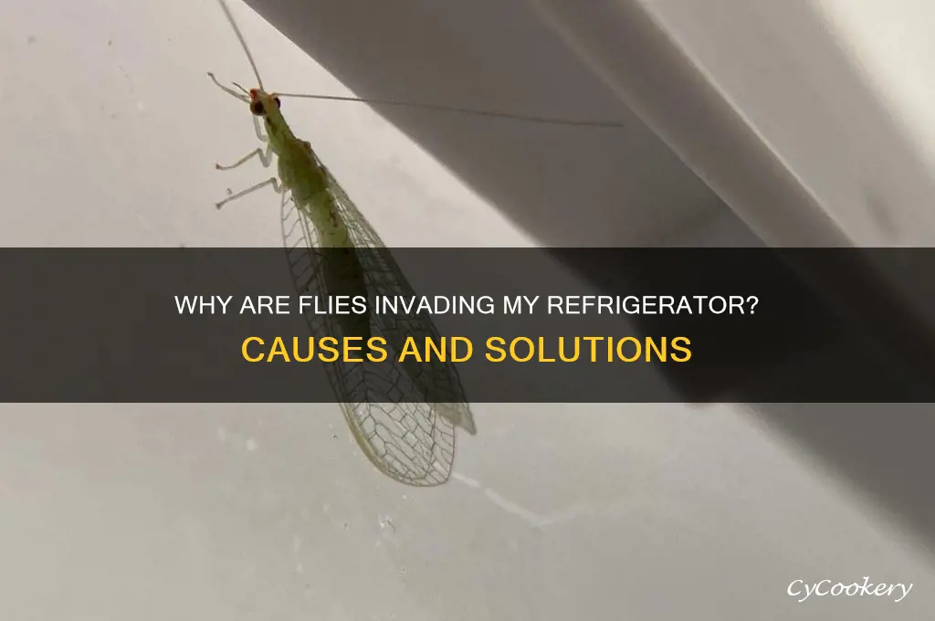 why is there flies in my refrigerator