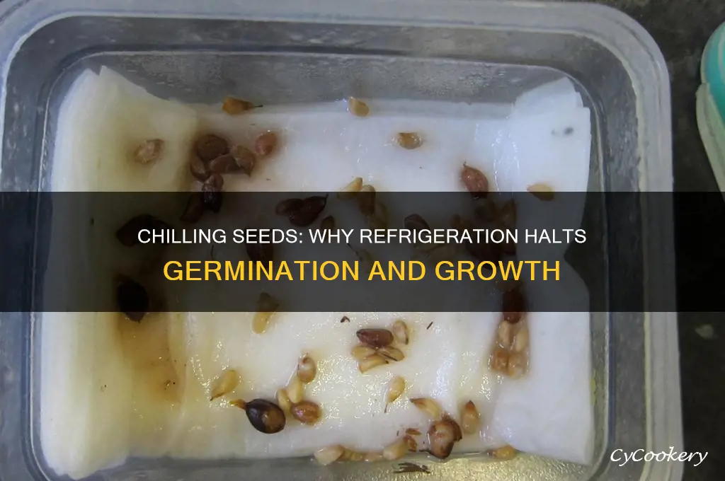 why seeds in refrigerator do not germinate