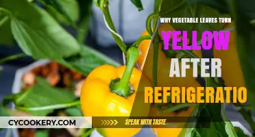 Why Do Vegetable Leaves Turn Yellow After Refrigeration? Explained