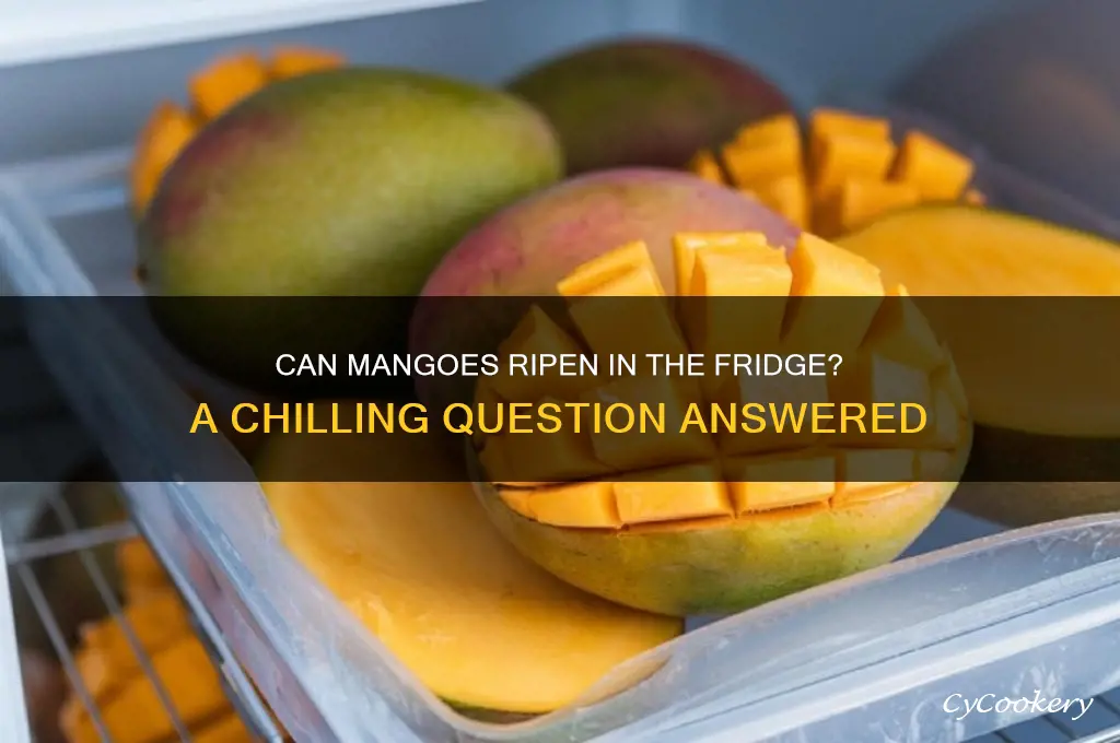 will a mango ripen in the refrigerator