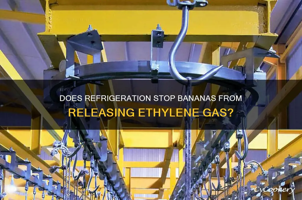 will banana emit ethylene in the refrigerator