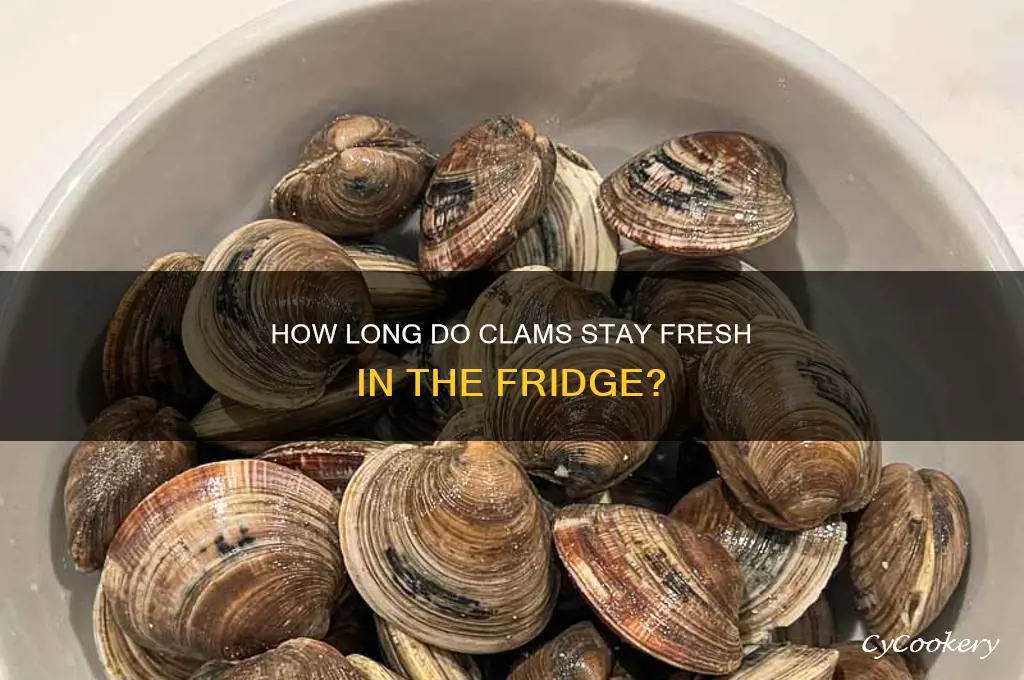 will clams stay fresh in the refrigerator